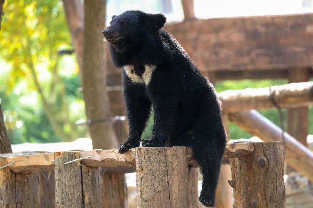 展区内生活着来自于我国东北地区的黑熊,东北黑熊体毛黑亮而长,胸部有