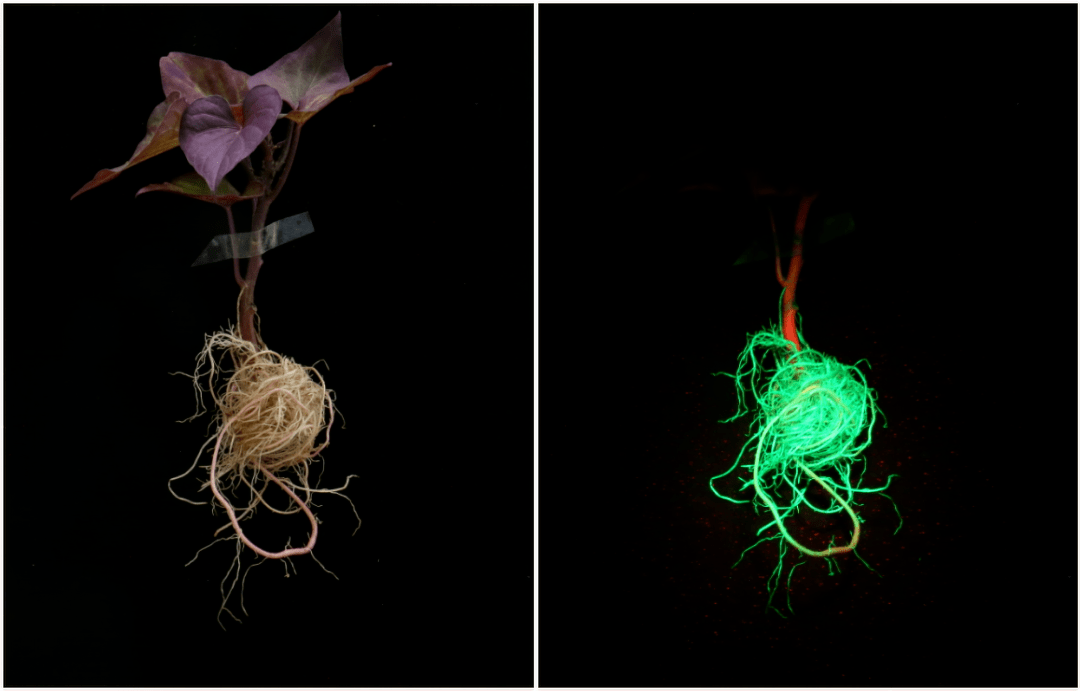 转基因荧光检测,您还没用它吗?_实验_植物_师姐