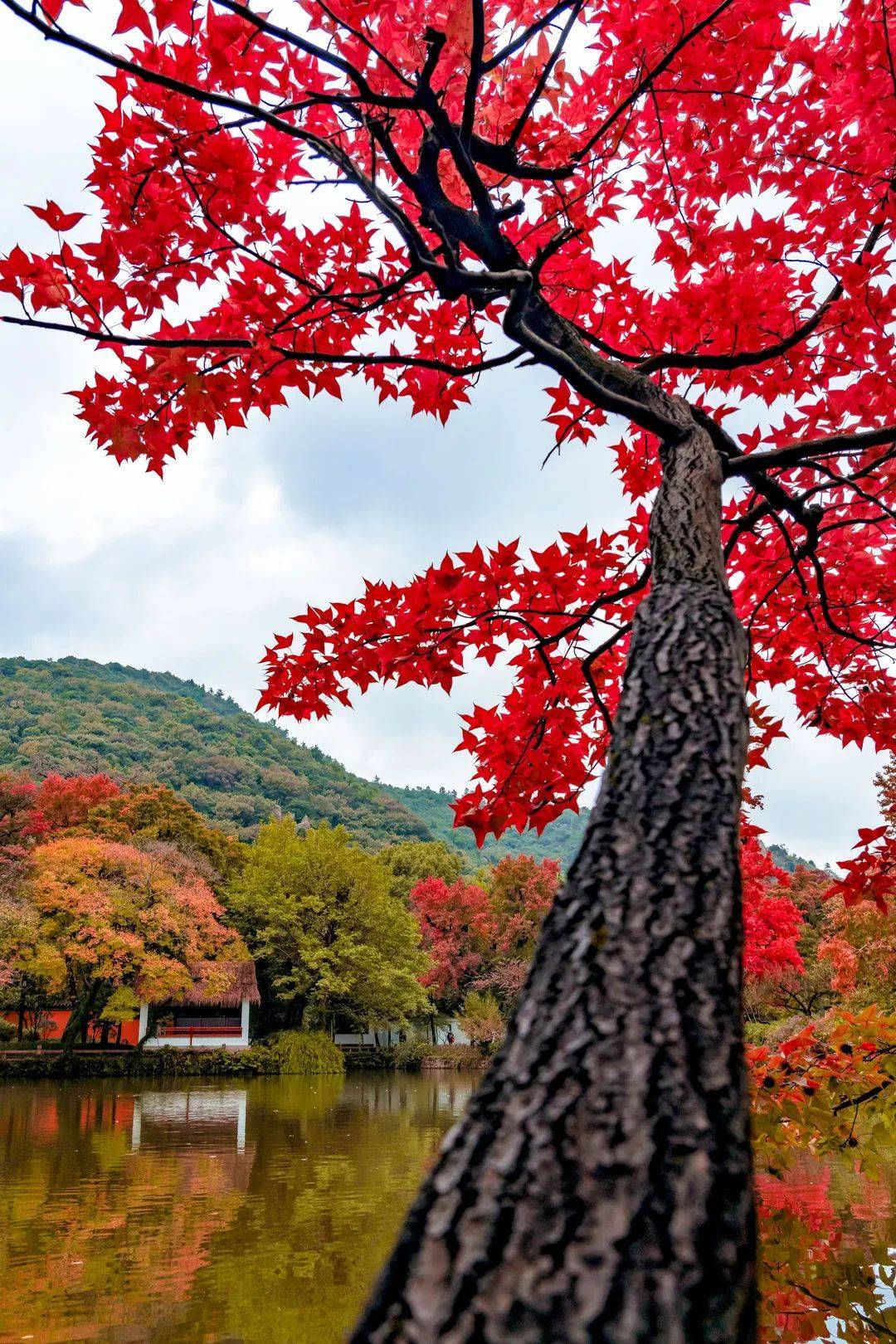 苏州天平山枫叶图片