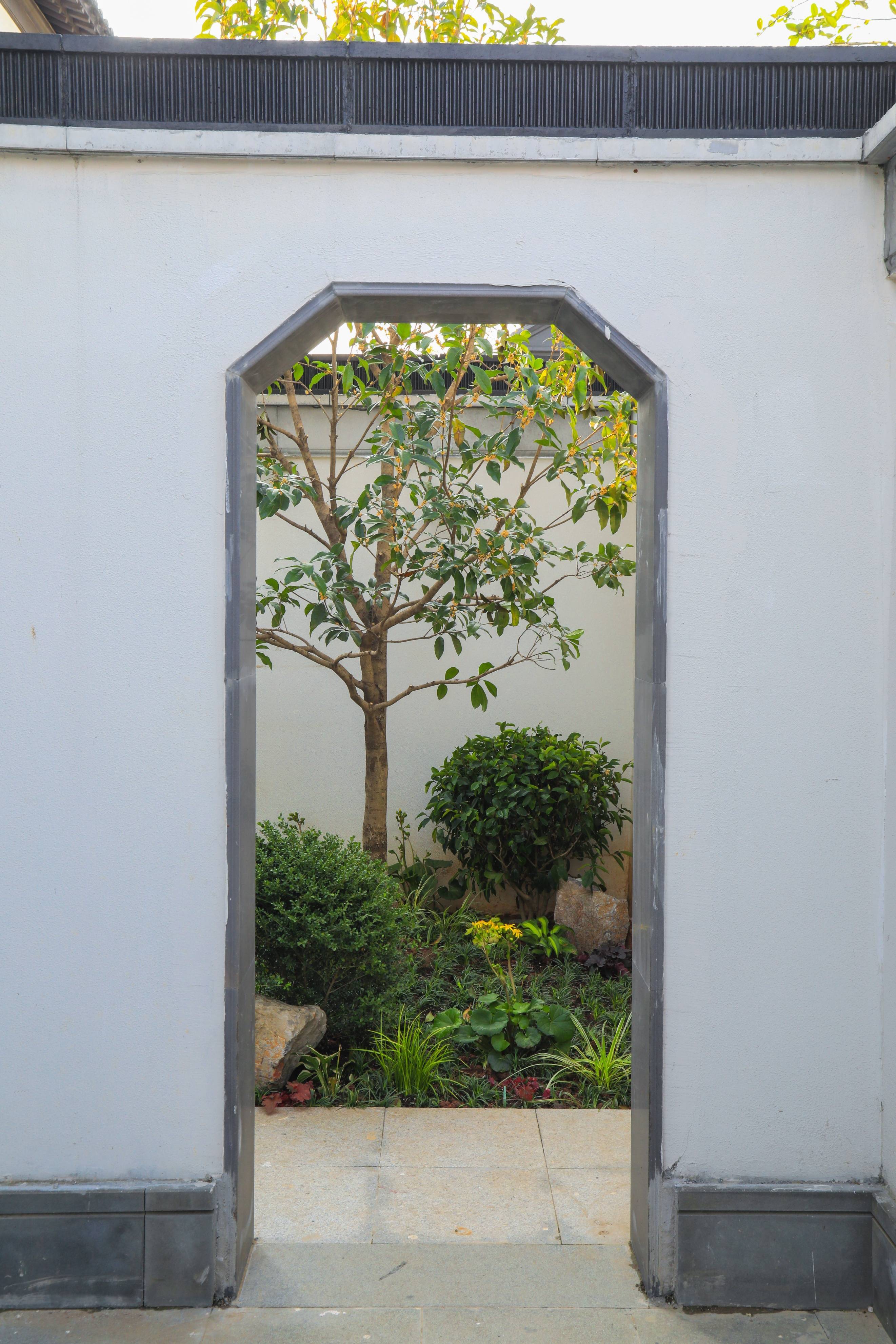 秋色未尽,庭前落叶梧桐,绽放着最后的清秋风情_小院_百花_南京