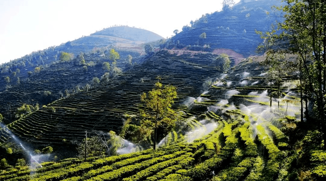 临沧凤庆:擦亮绿色茶产业名片_企业_茶叶_茶园