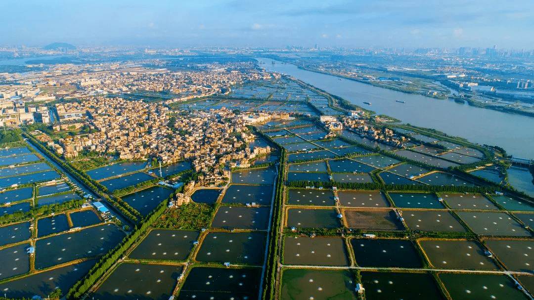 稔海村临近蜿蜒流淌的北江支流顺德水道,村内河网密布,交织出一道道