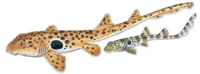 肩章鲨:活久见!这种鲨鱼竟然会走路?