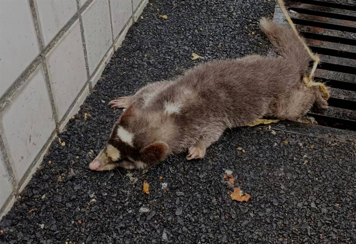 鼬獾误闯山区烟站获救_柳林乡_湖北_在线