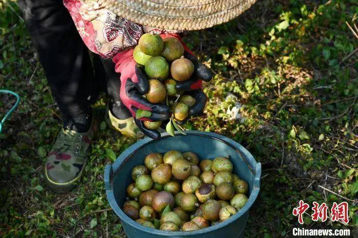 它是“山中珍品”，也是中国“土著”油！茶油的千亿产业如何诞生？