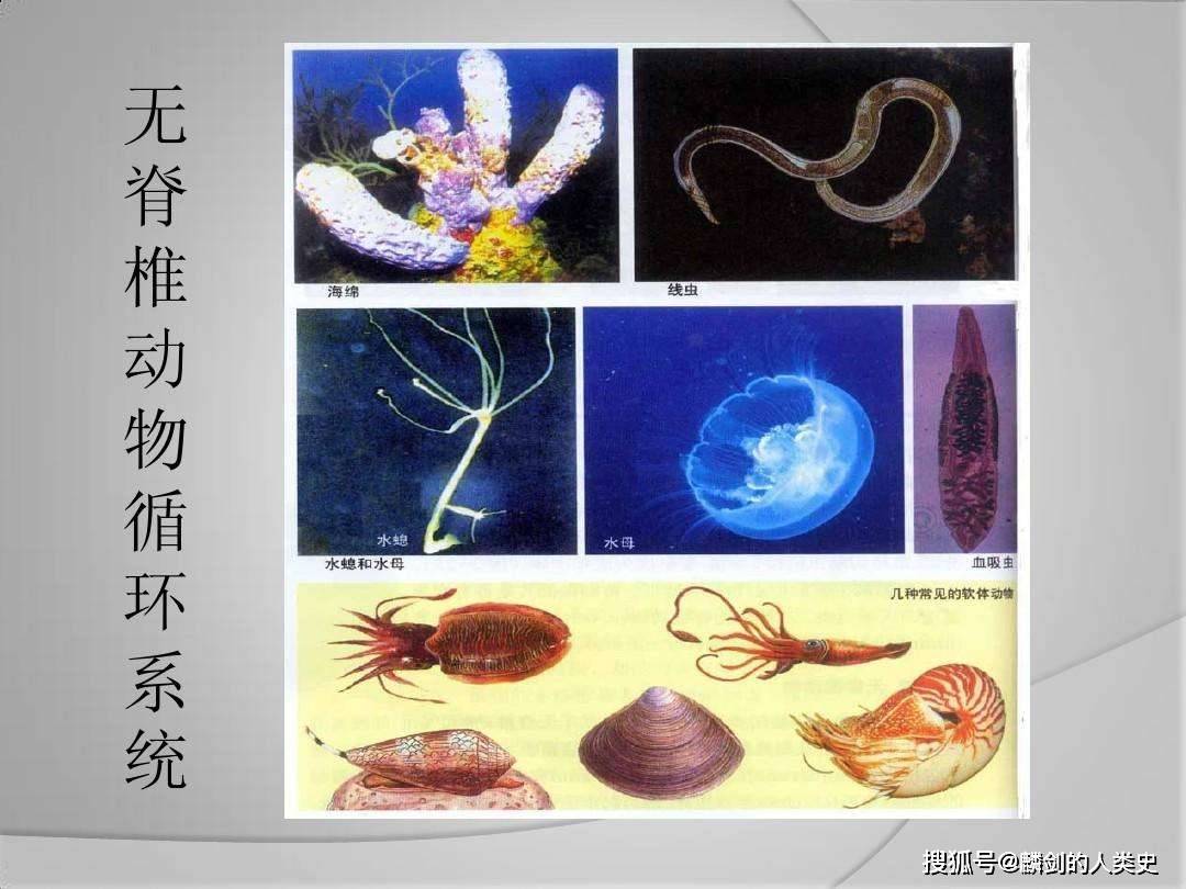 动物界全系列 动物界综述 三 无脊椎动物 海洋 寒武纪 尾索