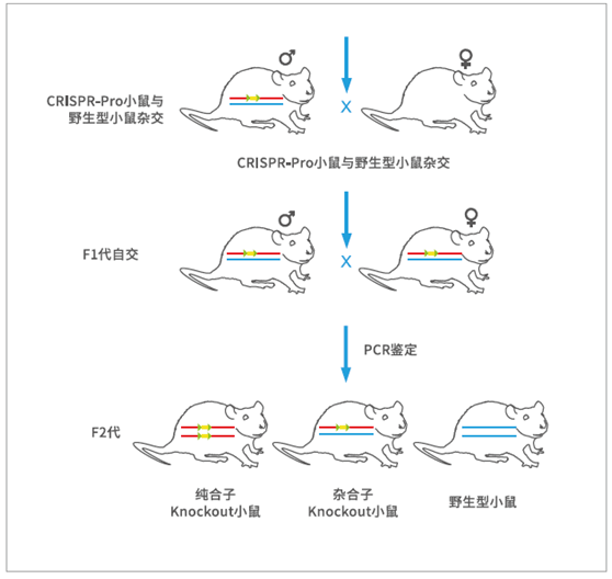 2,挑选一对f1代杂合子小鼠/flox)进行自交,获得f2代纯合子小鼠(flox