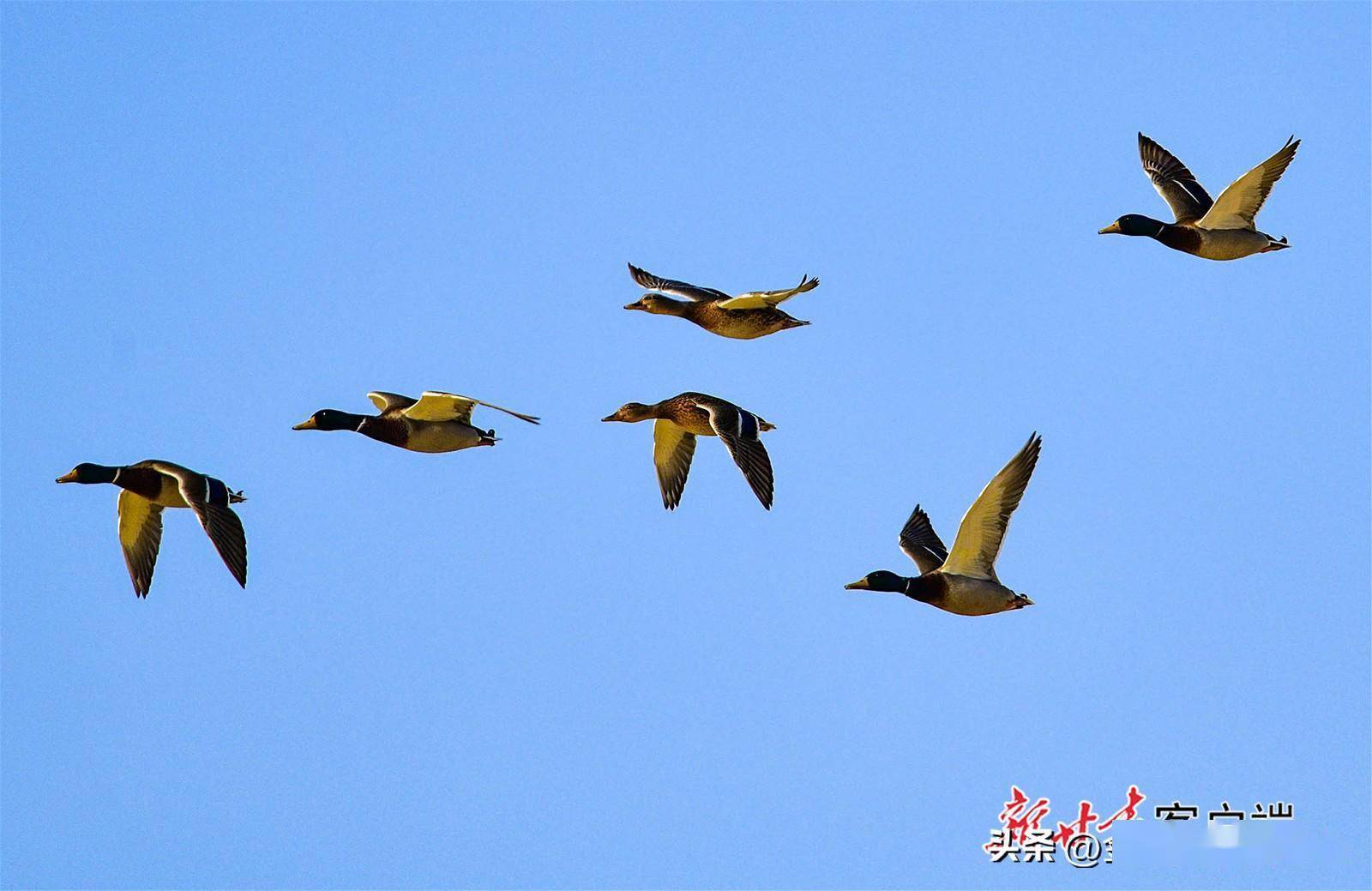 敦煌鸣沙山下百鸟飞翔_湿地_鸟儿_甘肃