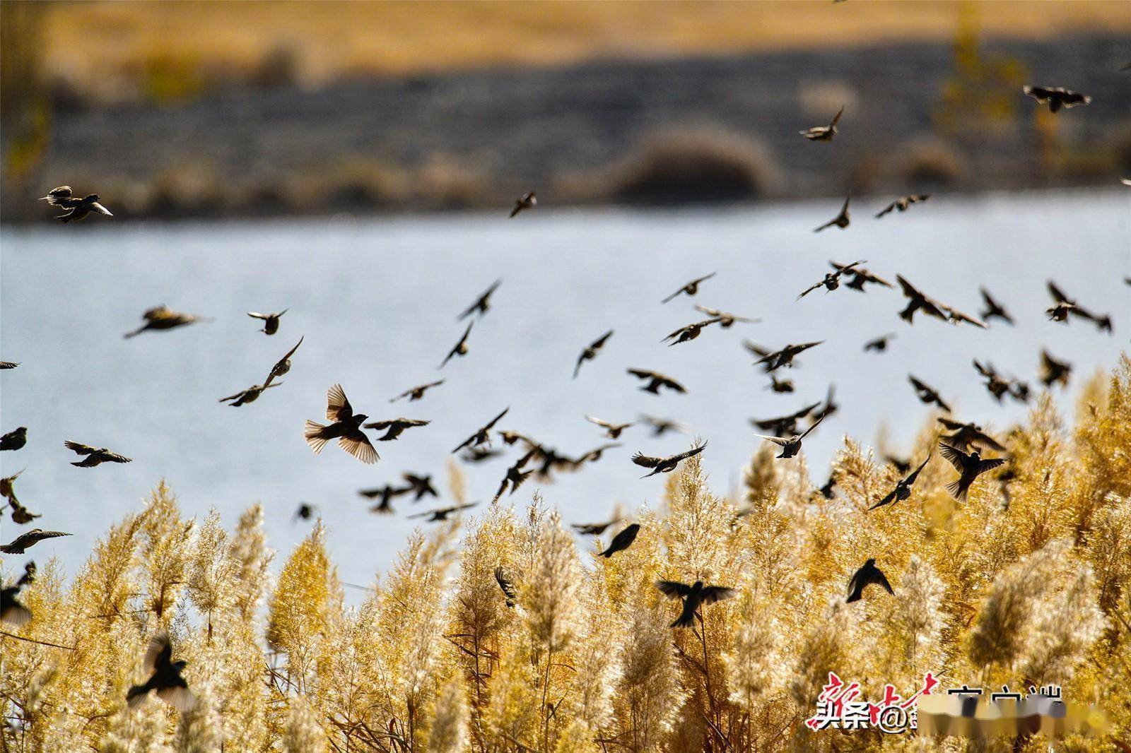 敦煌鸣沙山下百鸟飞翔_湿地_鸟儿_甘肃