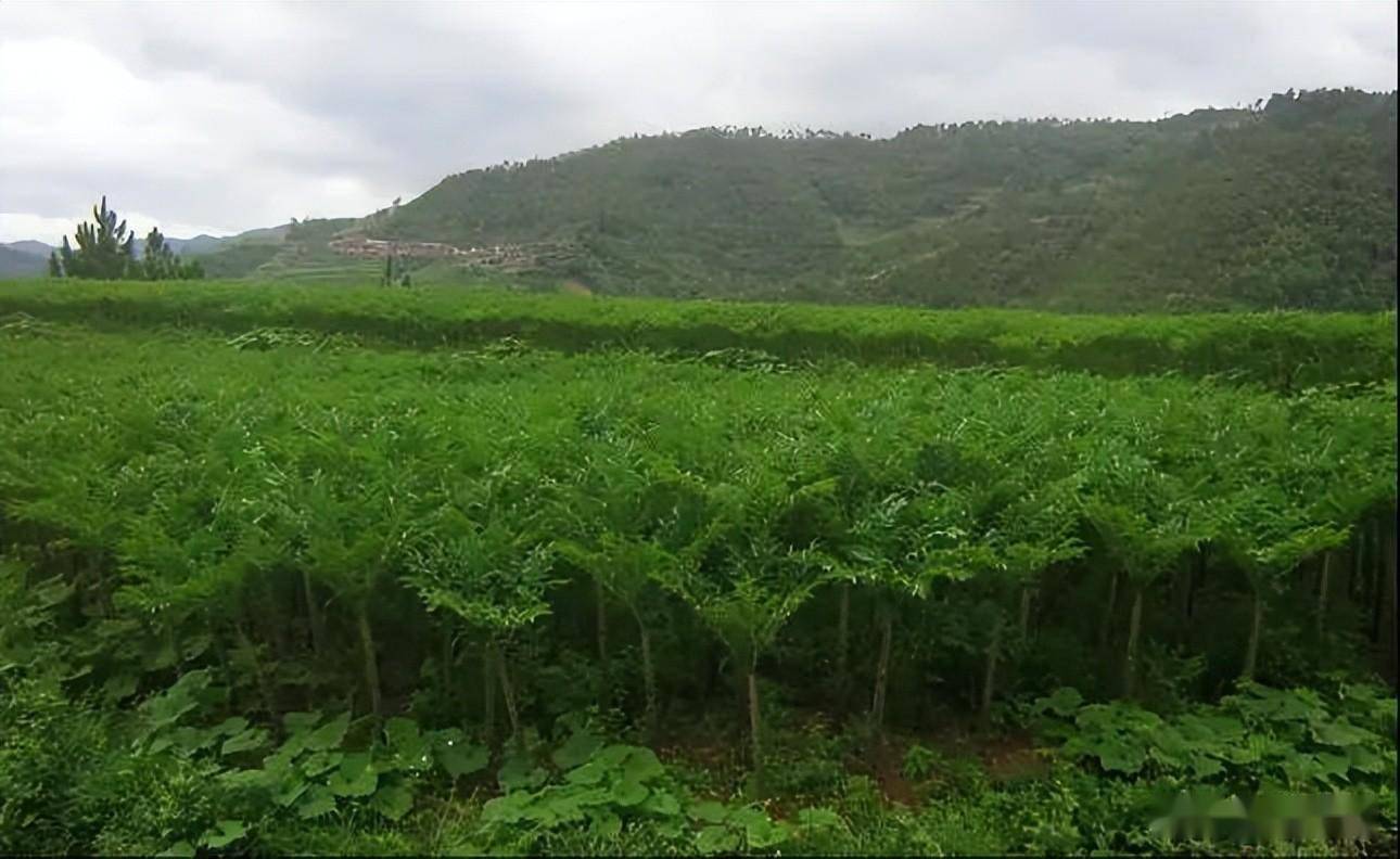 小魔芋助推乡村大发展 楚雄市大过口乡获评"全国一村一品示范村"_种植