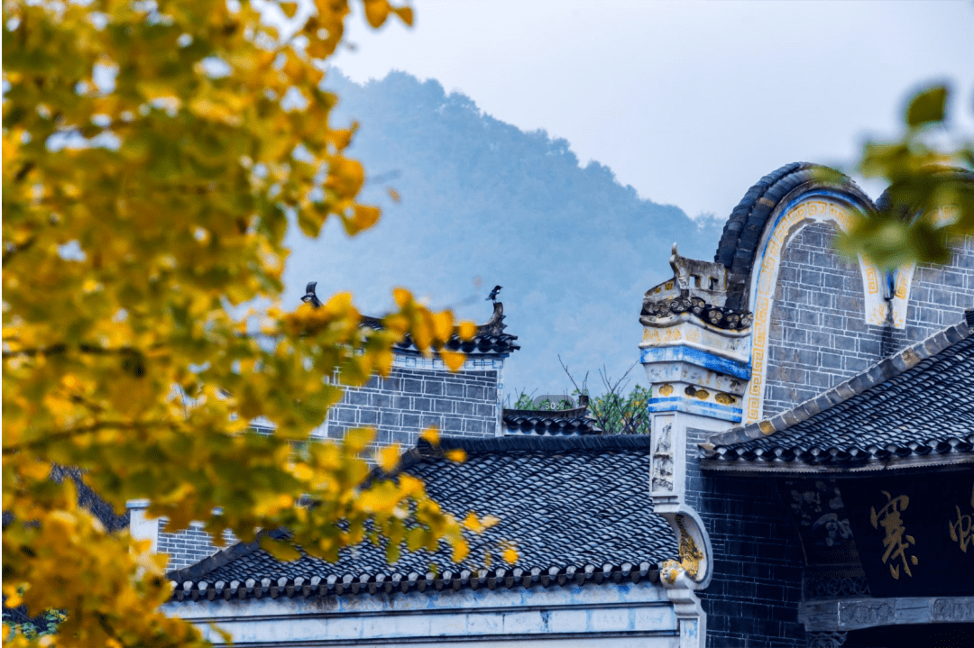 安陆的秋天美成了屏保_银杏_须记_评议