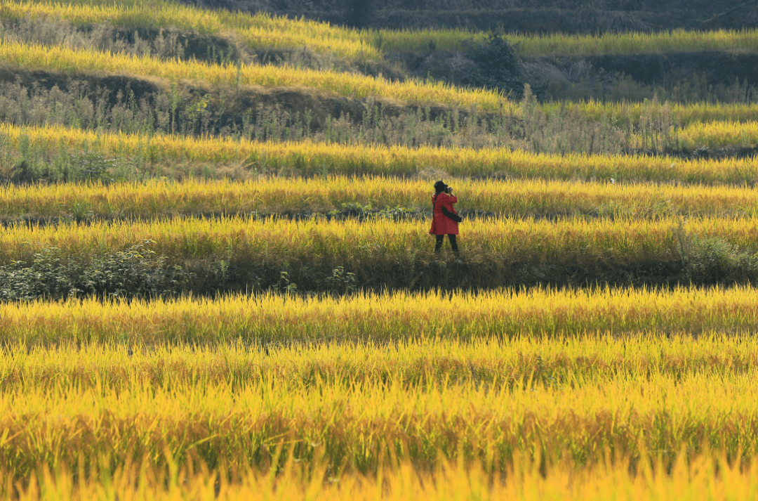 硬核推荐（黄山民俗文化旅游节）黄山风景区活动，(图9)