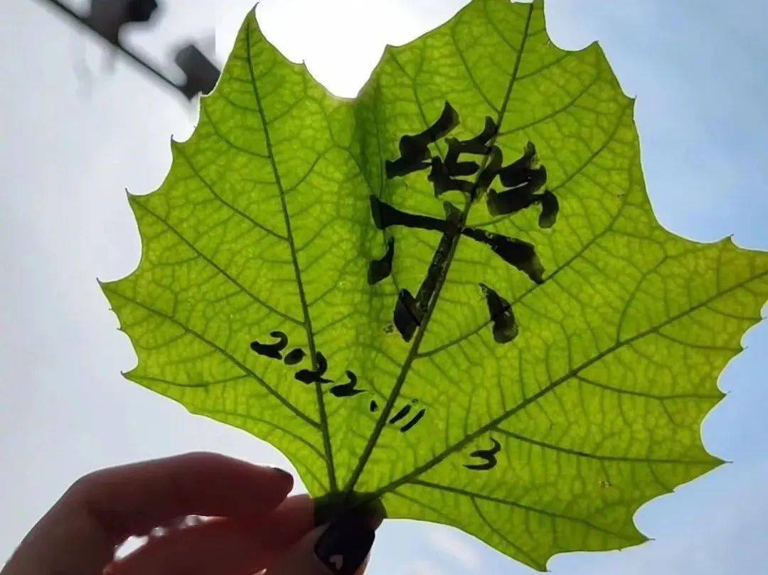 捡一片落叶写字每一片叶子都与众不同随机收藏掉落的秋天把秋天留在