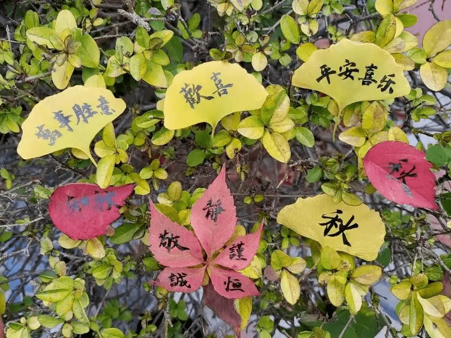 当树叶遇上书法,太美了!