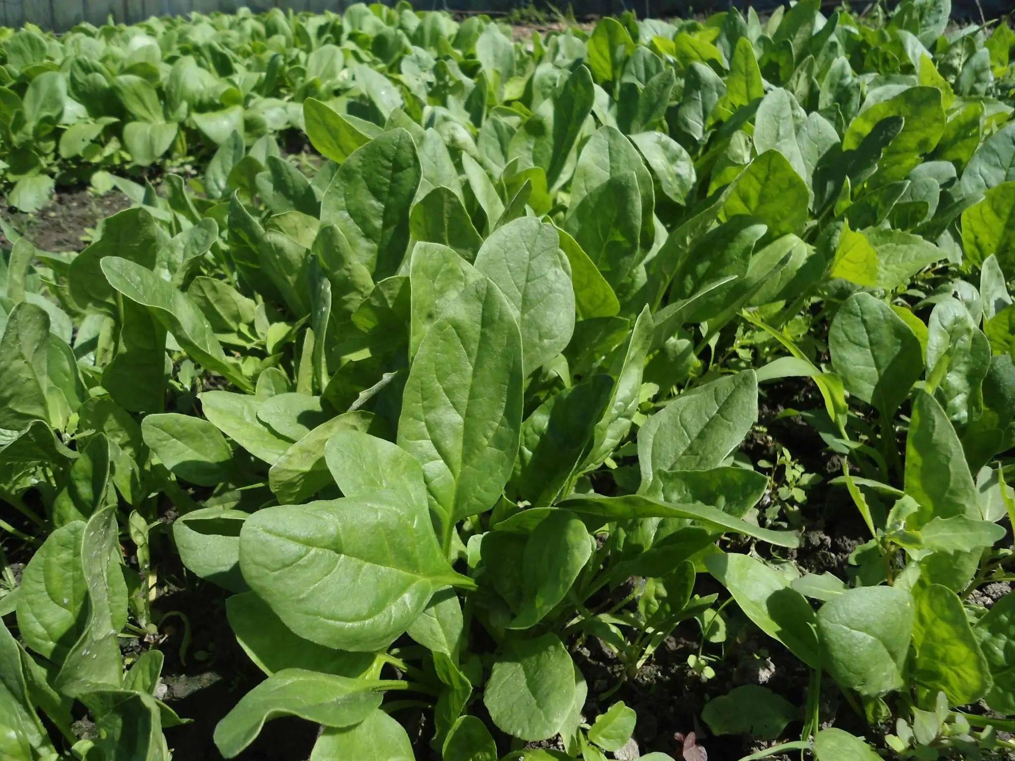 
高中生物菠菜知识点  第1张
