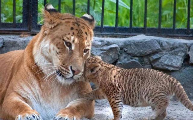 狮虎兽和虎狮兽分别可以拥有两类宝宝,例如雄狮和狮虎兽交配,生下的