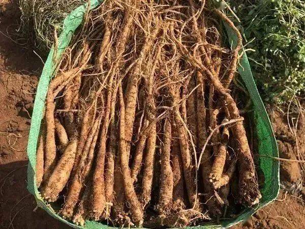 陆良龙海臭参闻名,远销新加坡,马来西亚等国家