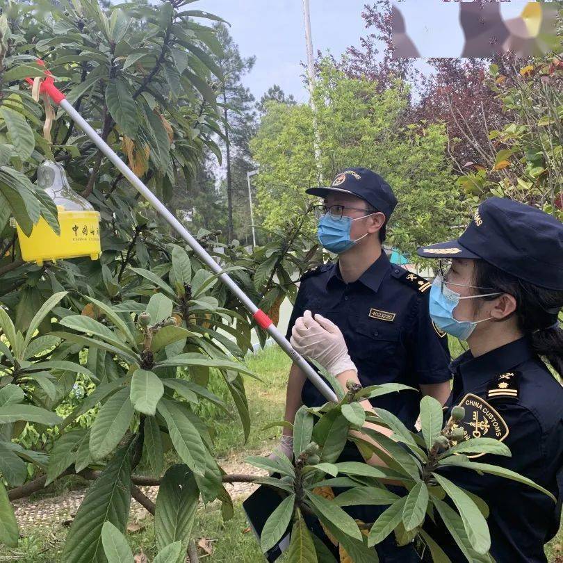 解读| 外来入侵物种管理办法_检疫_海关_防控
