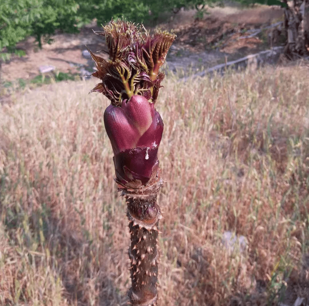 图片来源 楚雄发布刺头菜在市场上需求量较大