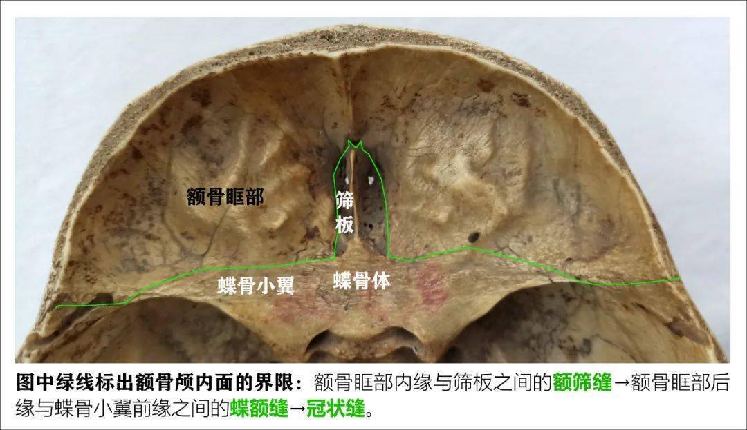 颌面部各骨骼结构图解_bone_of_颅骨