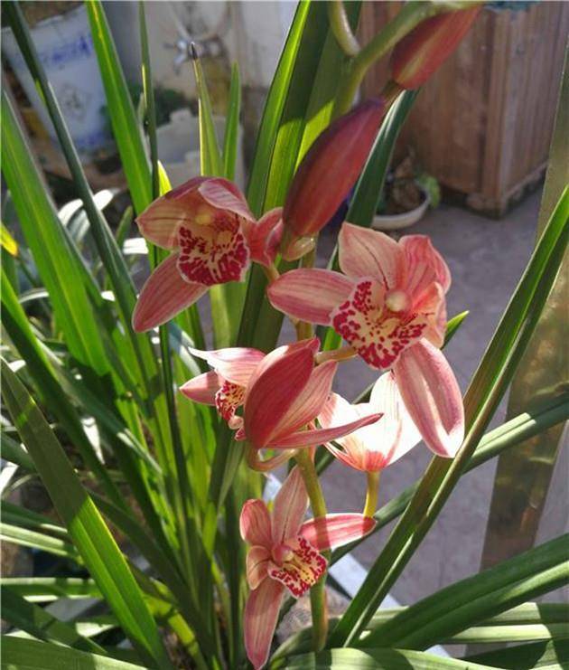春秋季节开花比夏季要漂亮的多,它就是建兰——红满天,它还有一个比较