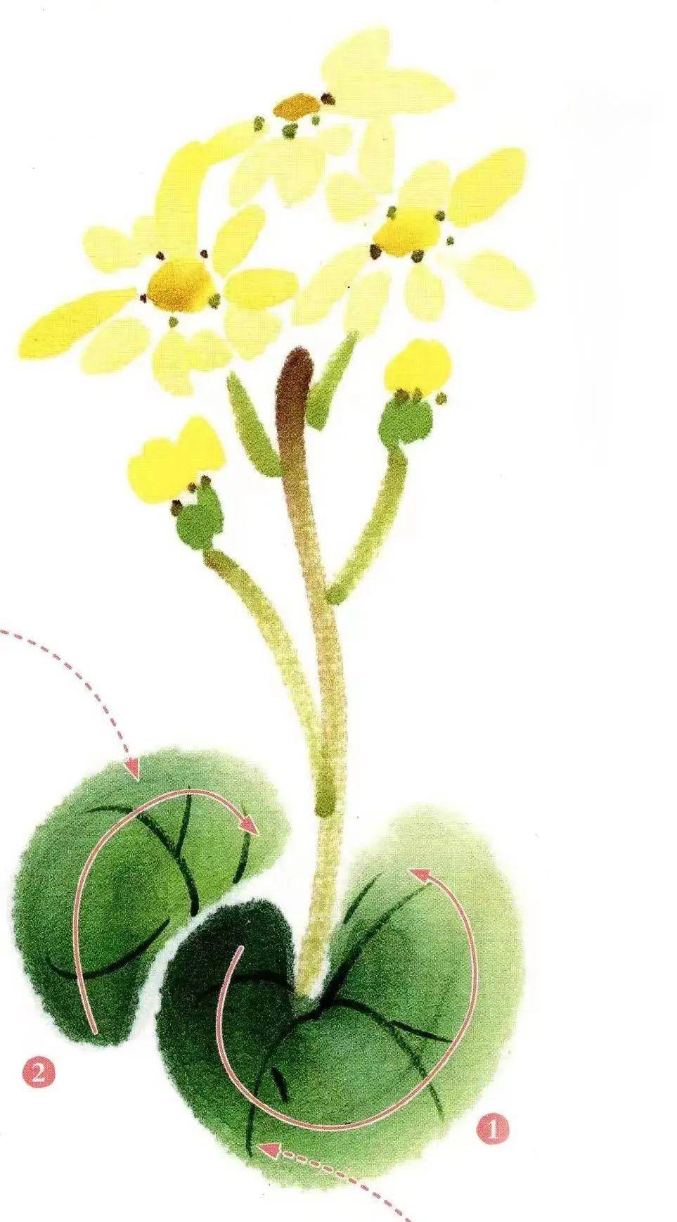 磨金石教育插画干货分享||插画版大吴风草怎么画,该做哪些准备?