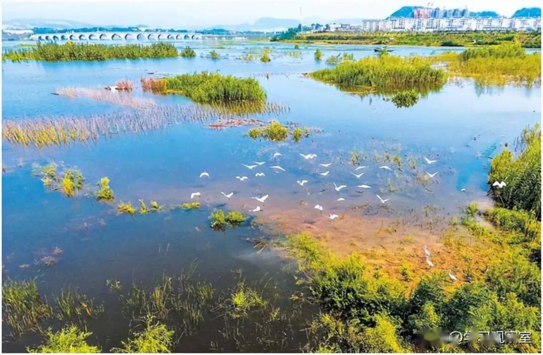 據統計,目前,鄖陽湖國家溼地公園野生動植物種類數量逐年增加,植物由