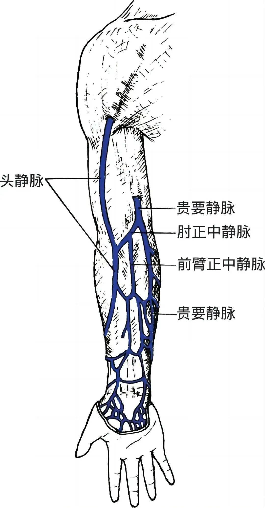 肘部静脉血管分布图图片