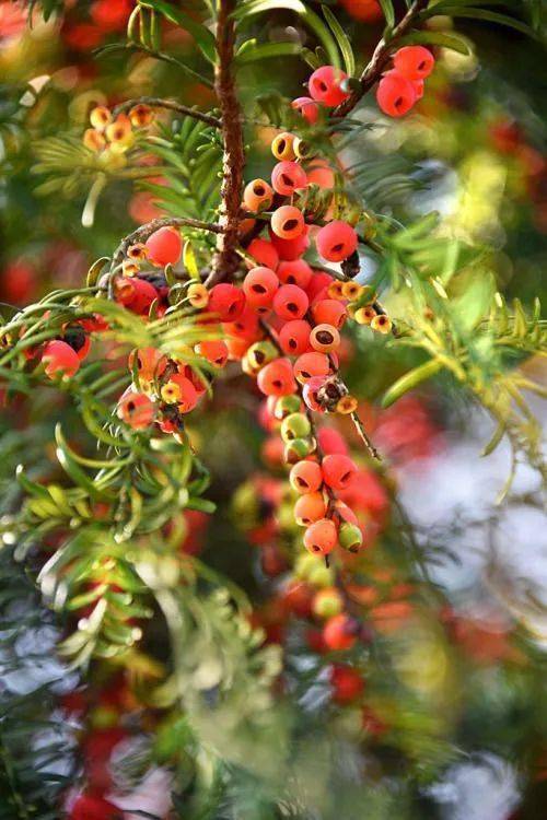 红豆杉全身是宝,它的木材是优质红木,可以做高档家具;果实可以做保健