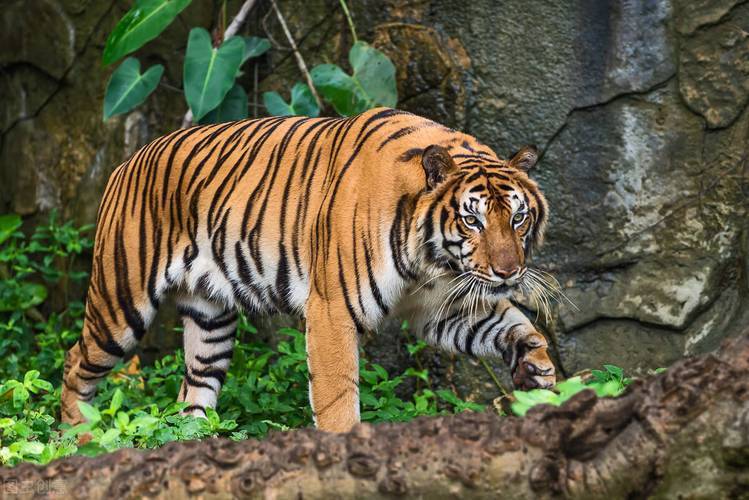 会是完达山一号吗?腰圆体壮为何还单身_东北_老虎_活动