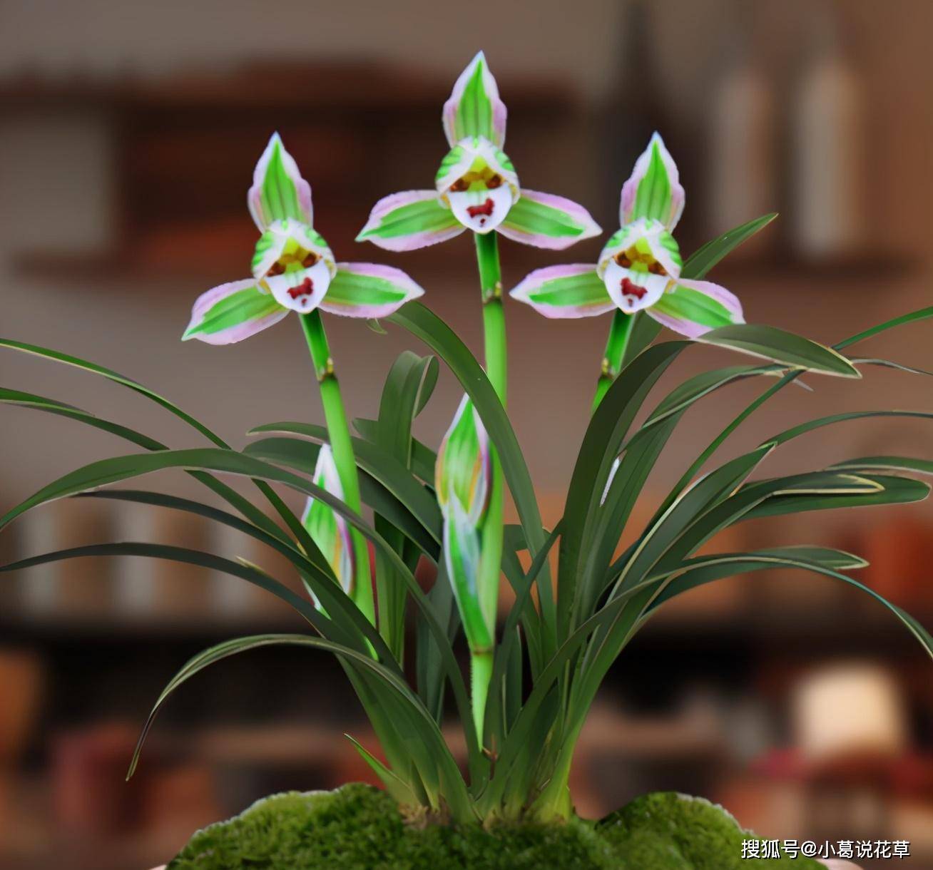 兰花极品—矮种帝王妃,开品稳定,芳香怡人,文赏也可,武赏也行_开花