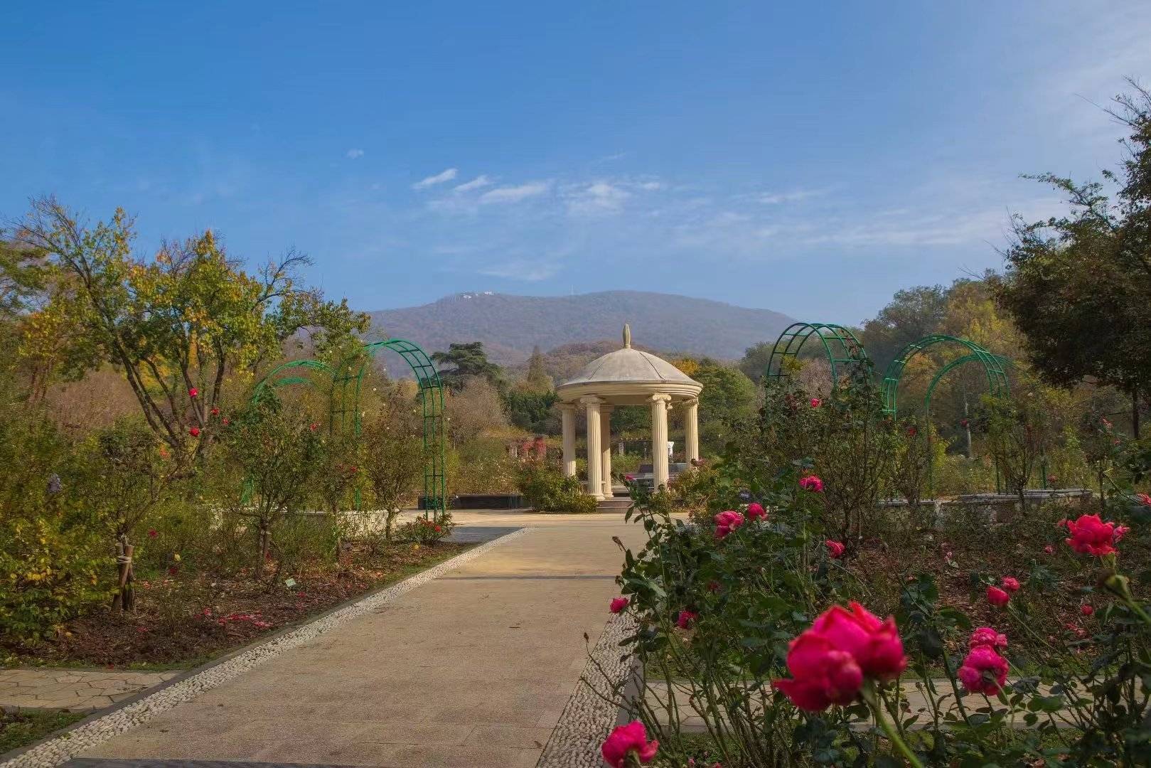 中山植物园北园,惊艳了时光,感受秋末冬初的民国风情!_银杏_红叶_爱情