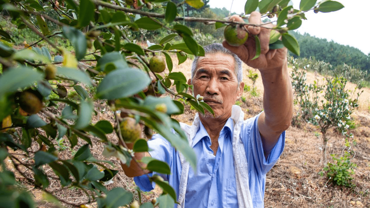 哪里有收购油茶果的