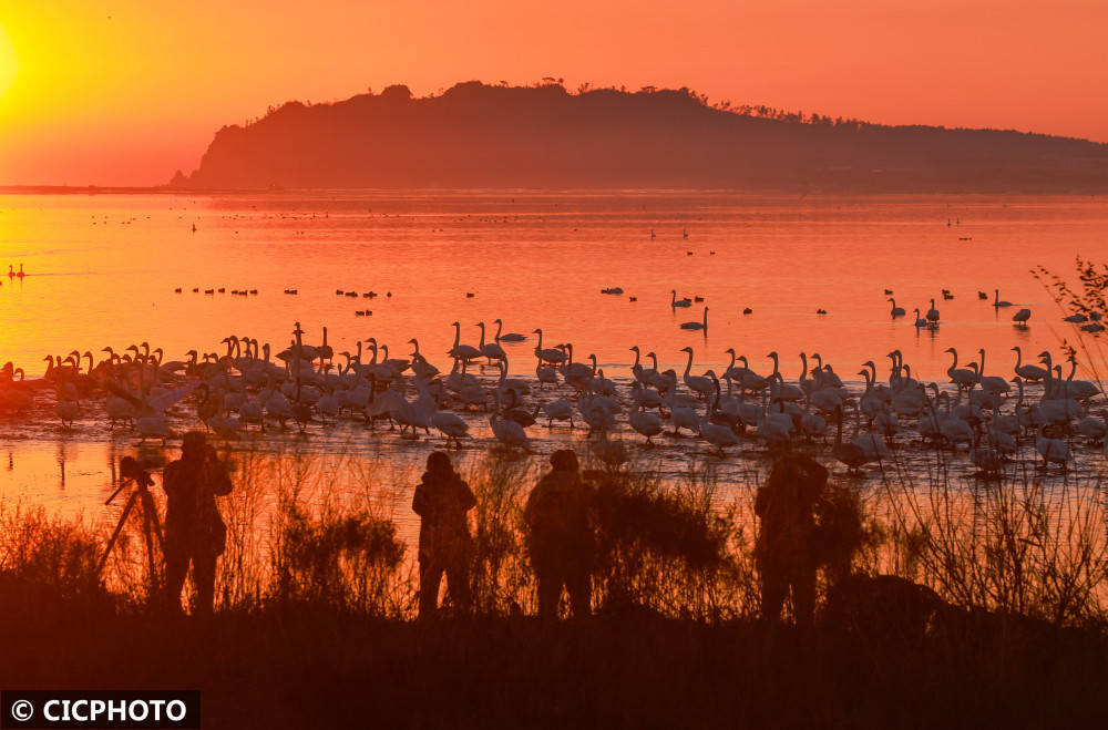 山东荣成迎来大天鹅迁徙高峰_荣成市_成山镇_天鹅湖