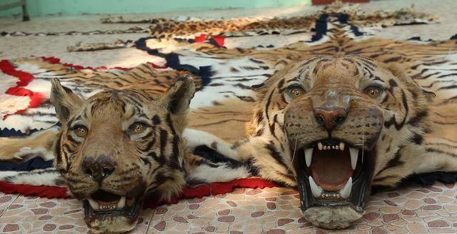 1993年忠诚军犬身绑炸药被炸粉碎,战士哭到咳血,导演:这狗真傻_海龙