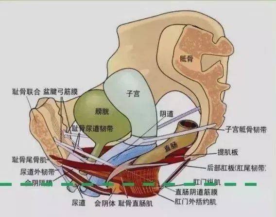 内脏与疼痛 尿道的位置与毗邻