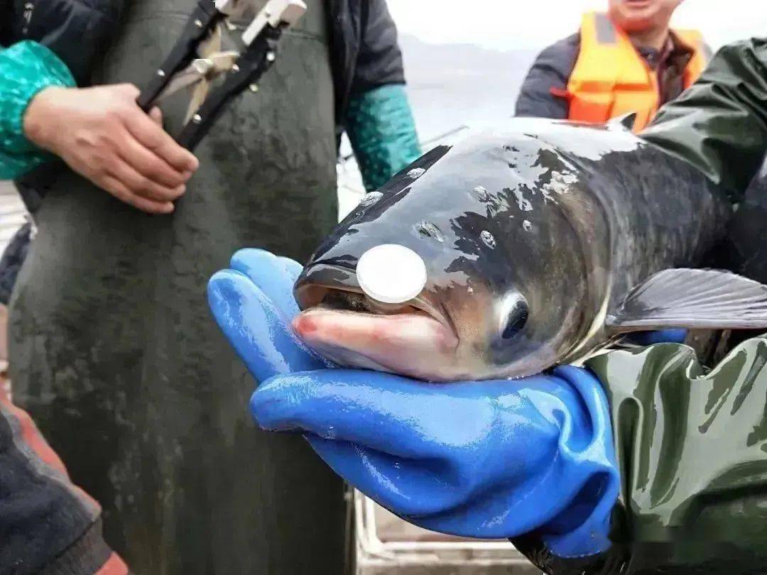 升钟湖有机鱼采用一鱼一码,专车直配,每只鱼附带独立二维码,具有唯一