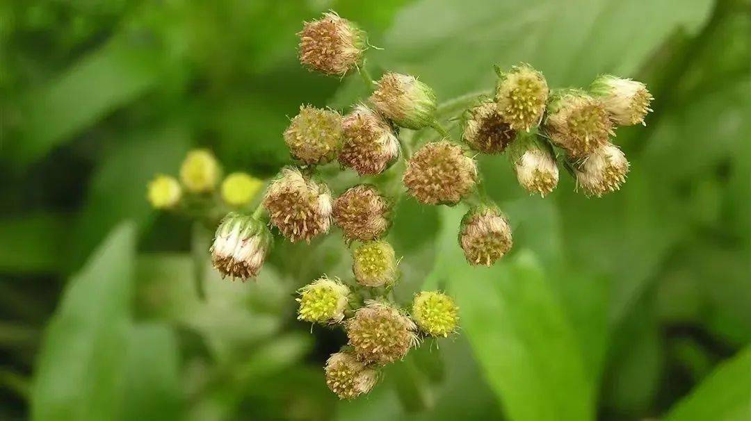 科普| 外来物种大狼把草,野老鹳草,苏门白酒草用途和危害_入侵_草本
