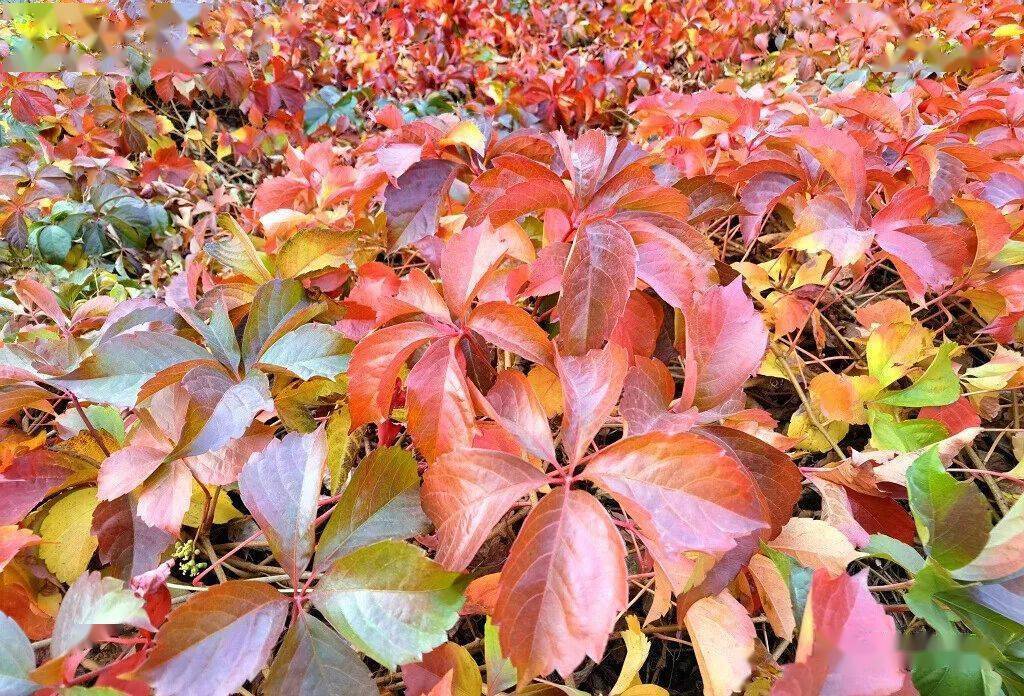 最红的红叶_地锦_颜色_叶形