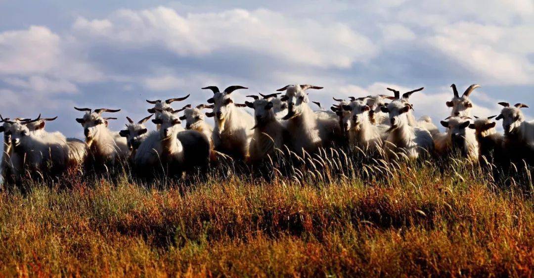 不如见识下阿尔巴斯绒山羊!_内蒙古_味儿_鄂尔多斯