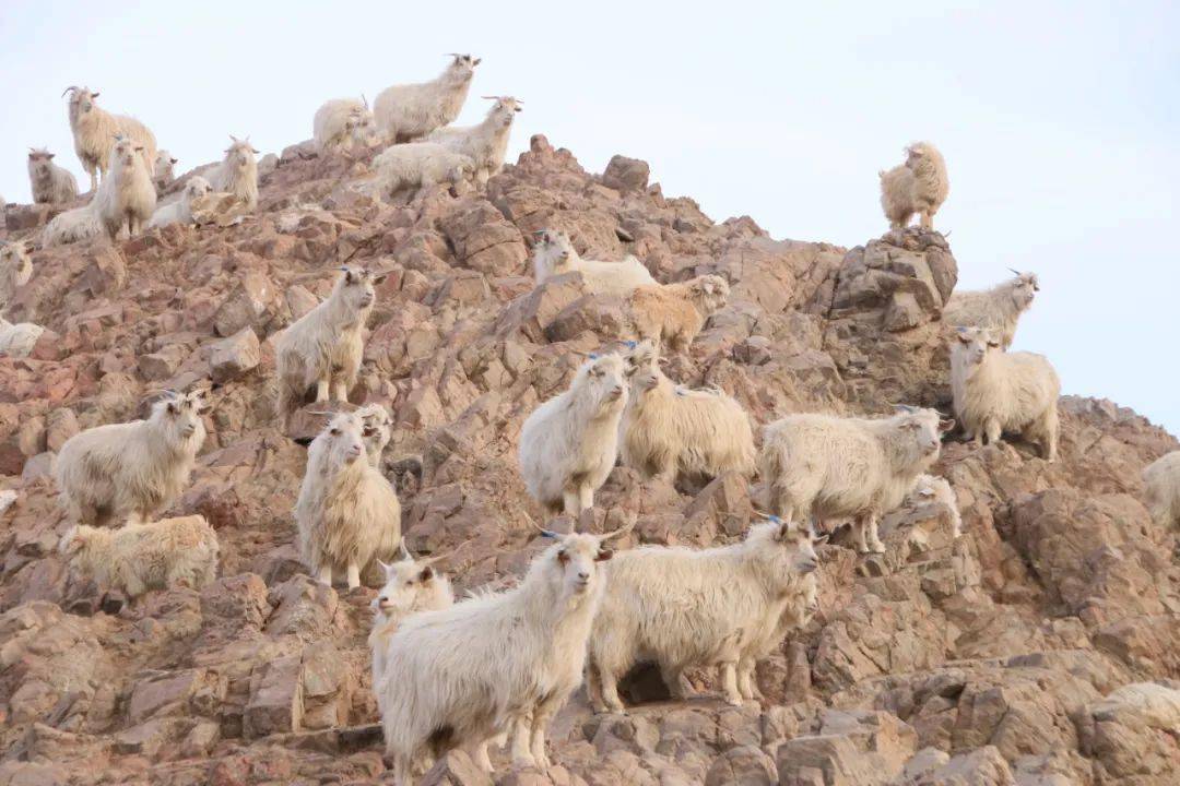 不如见识下阿尔巴斯绒山羊!_内蒙古_味儿_鄂尔多斯