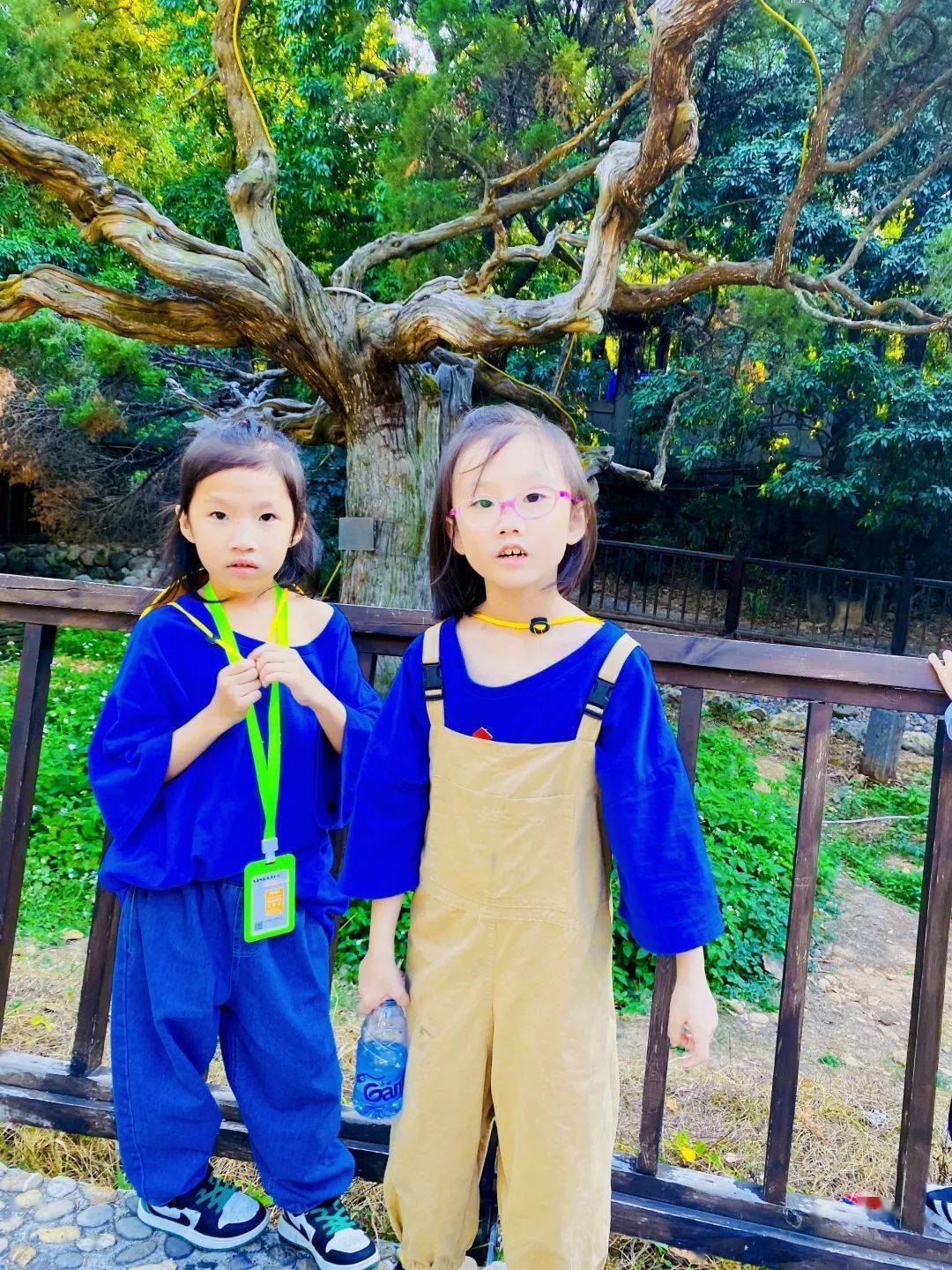 【五律】《草庵千年桧》庄灿煌