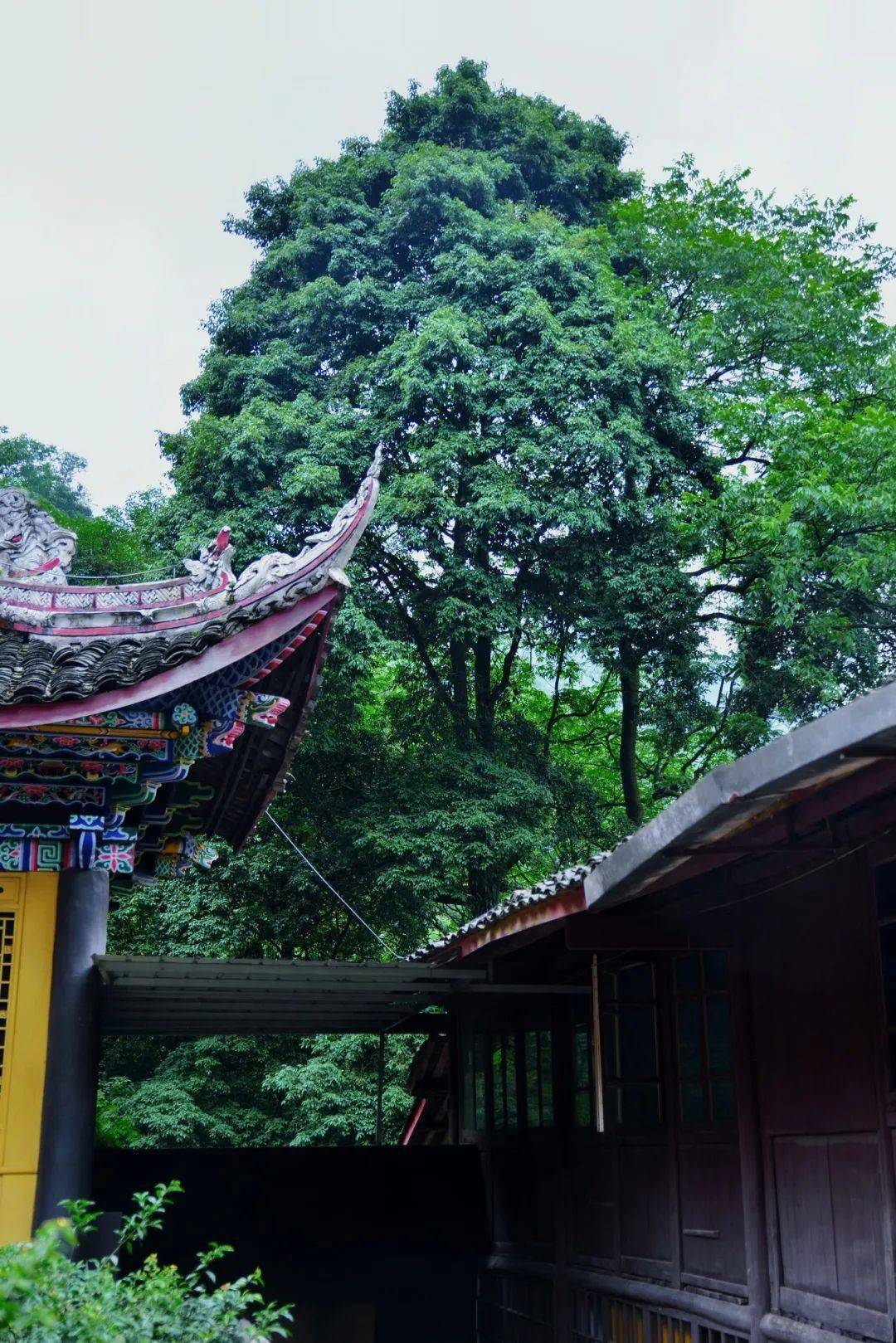 構築精巧,佈局合理峨眉山寺廟建築歷史悠久峨