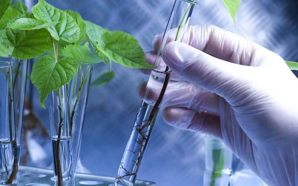 健康营养补充剂持续升温,天然植物力量掀起消费新热潮!