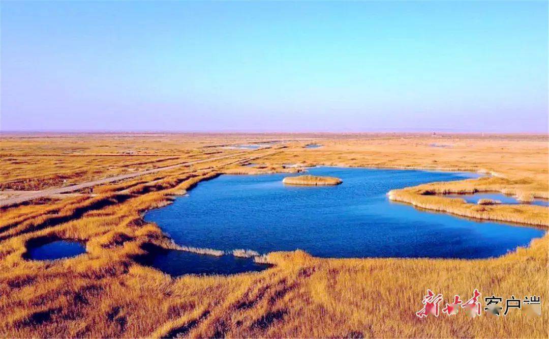 民勤县青土湖披上了金黄色的外衣,微风吹过,水鸟伴飞,一幅美丽的风景