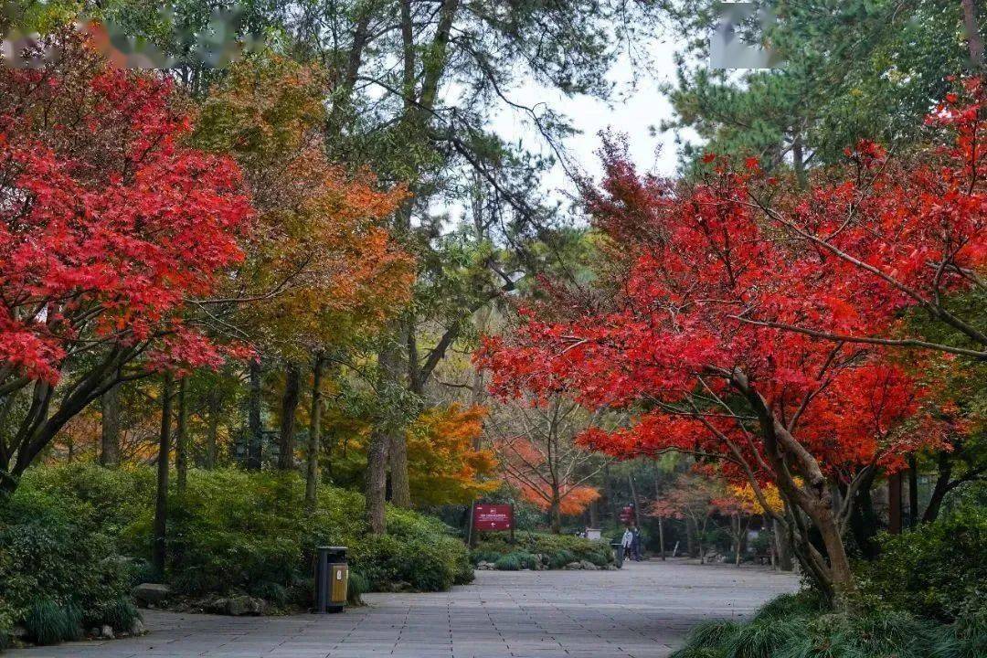 9大功能展区,40多处打卡点,灵隐景区一派盛世好"枫"景!