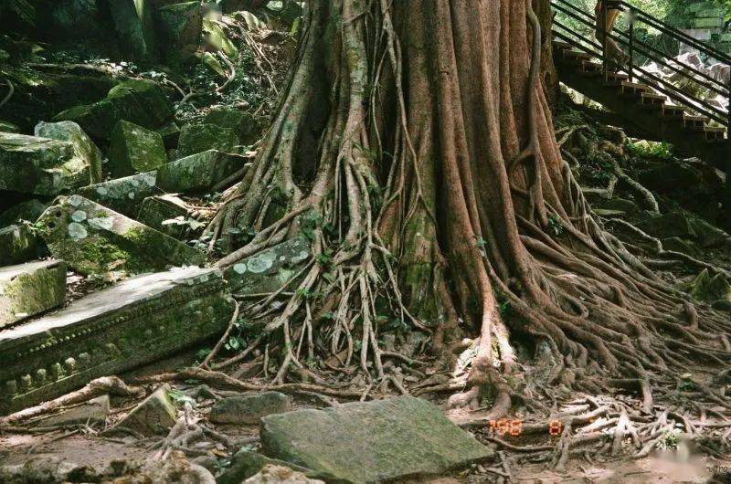 东南亚森林 | 投稿作品