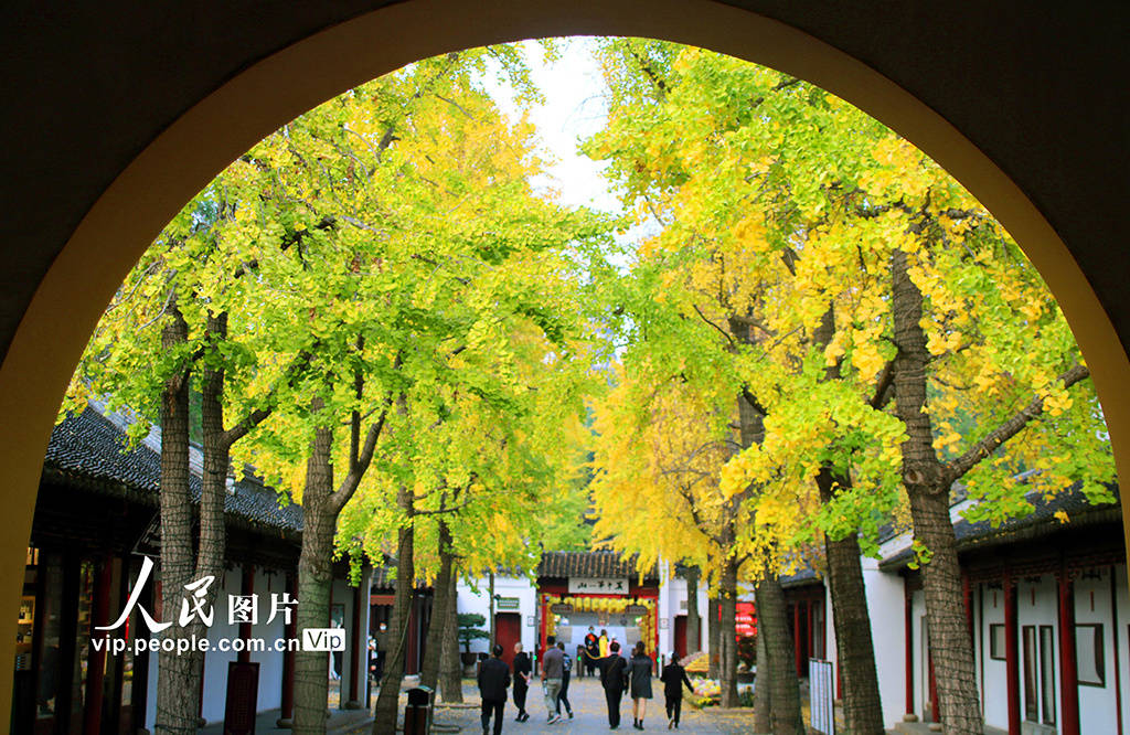 江苏苏州:游虎丘 赏银杏_王建康_景区_游客