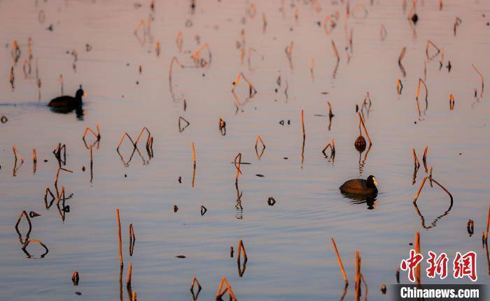 “京津冀最美湿地”河北衡水湖畔迁徙季：候鸟变“留鸟”
