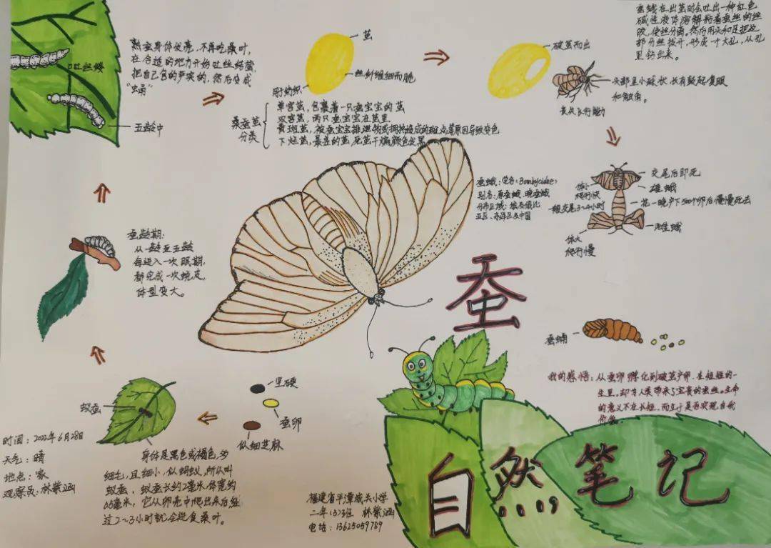 绿萝的生长过程手抄报图片